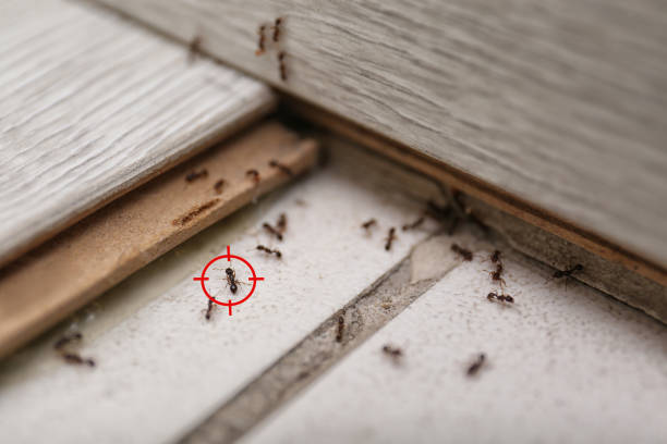 Best Mosquito Control Services  in Franklin Furnace, OH