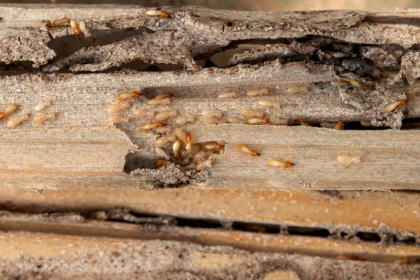 Best Local Pest Control Services  in Franklin Furnace, OH
