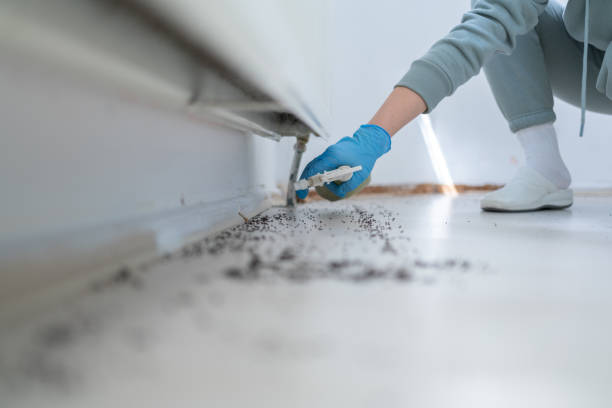 Best Termite Control Services  in Franklin Furnace, OH